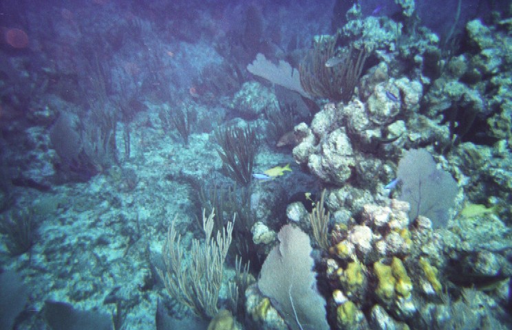 cayman1.jpg