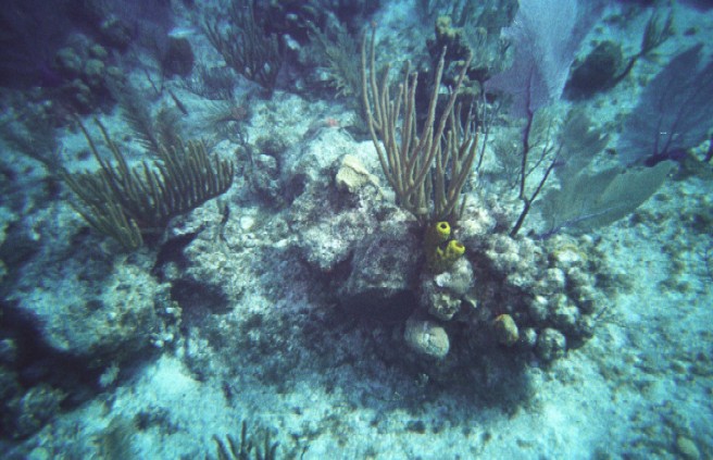 caymanyellow.jpg