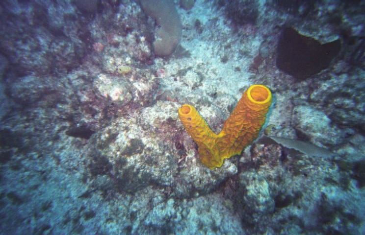 yellowsponge3.jpg